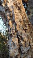 Image of Grey-bark saucer-berry