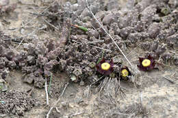 Image of Ceropegia pillansiana (N. E. Br.) Bruyns