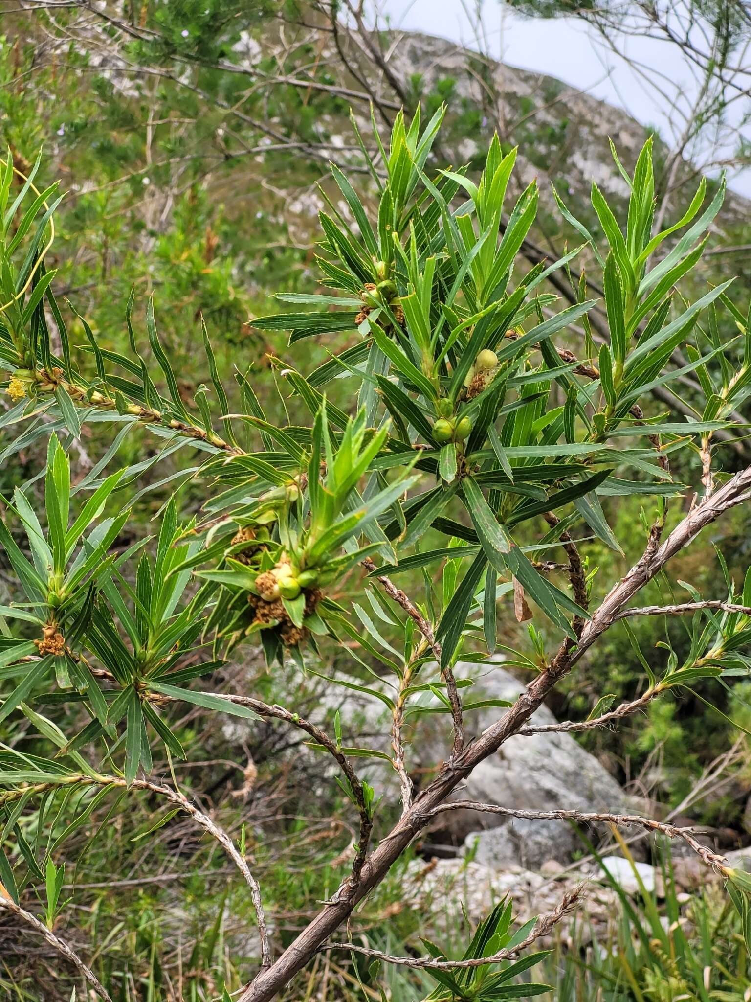 Image of Cliffortia heterophylla Weim.