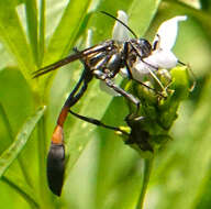 Image of Ammophila procera Dahlbom 1843