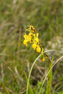 Image de Eulophia angolensis (Rchb. fil.) Summerh.