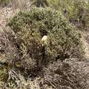 Image de Genista versicolor subsp. pumila (Hervier) Fern. Casas