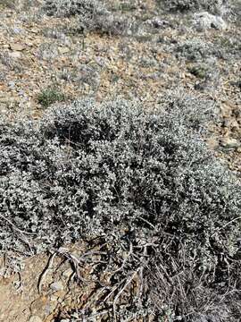 Image of low sagebrush