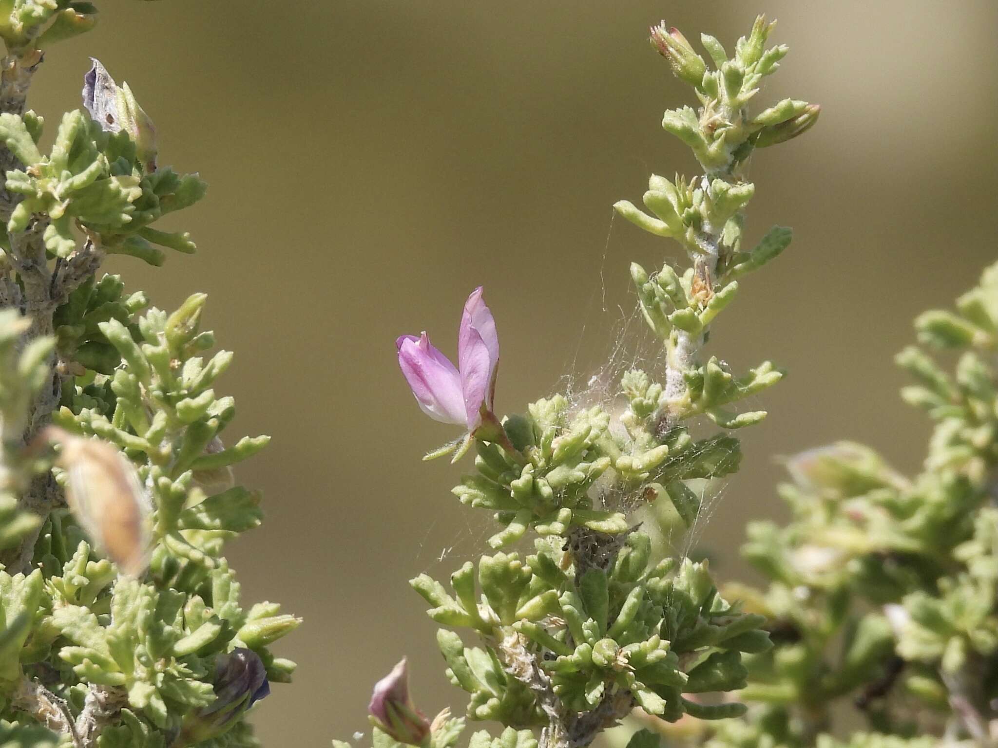 Image of Ononis tridentata L.