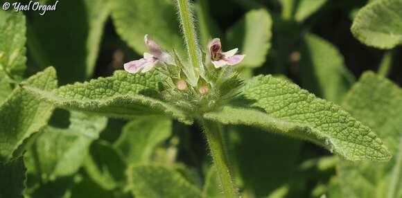 Image of Stachys ehrenbergii Boiss.