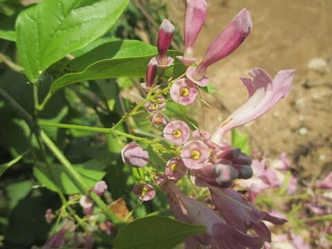 Image of Fridericia floribunda (Kunth) L. G. Lohmann