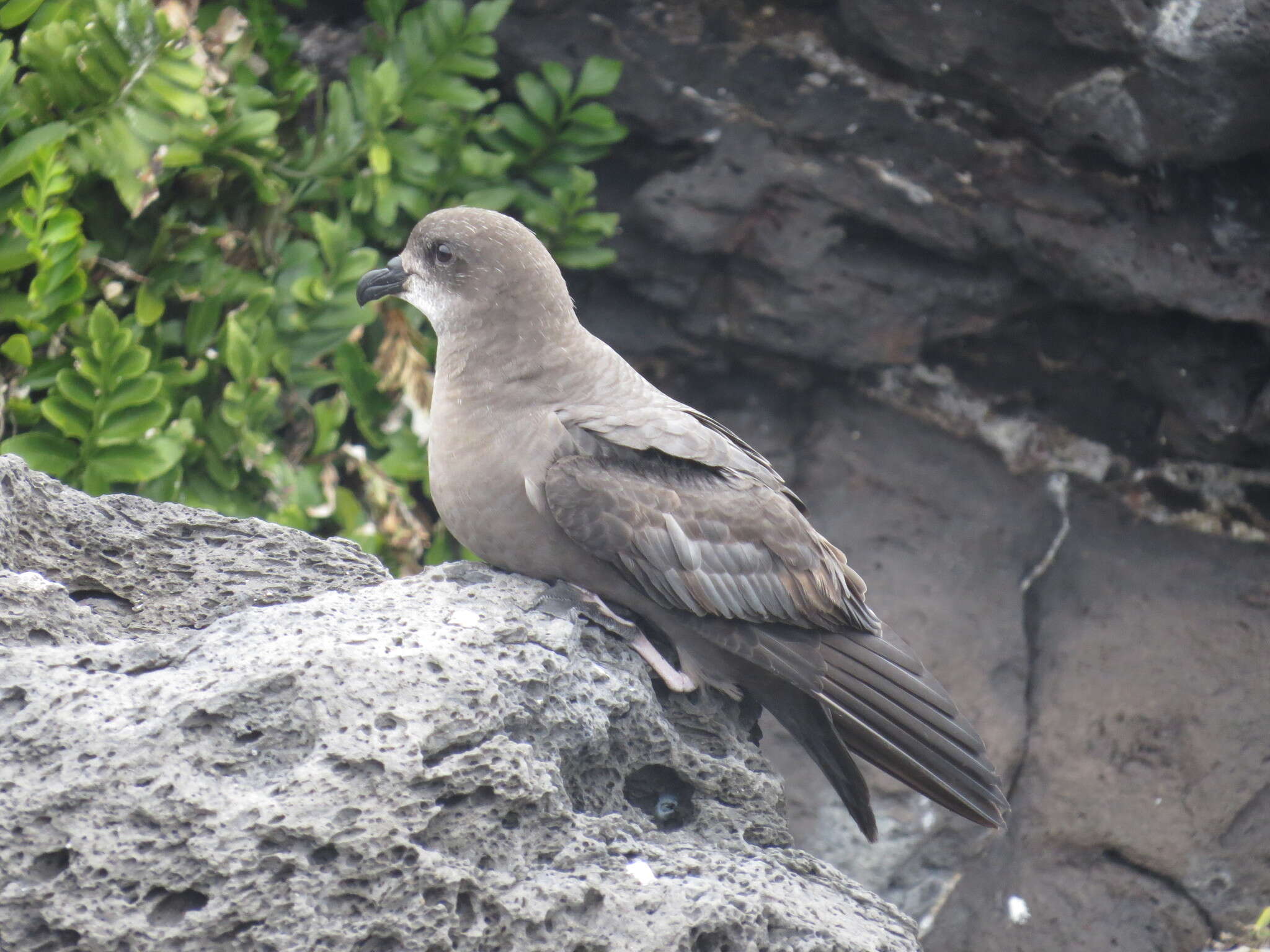 Image of Murphy's Petrel