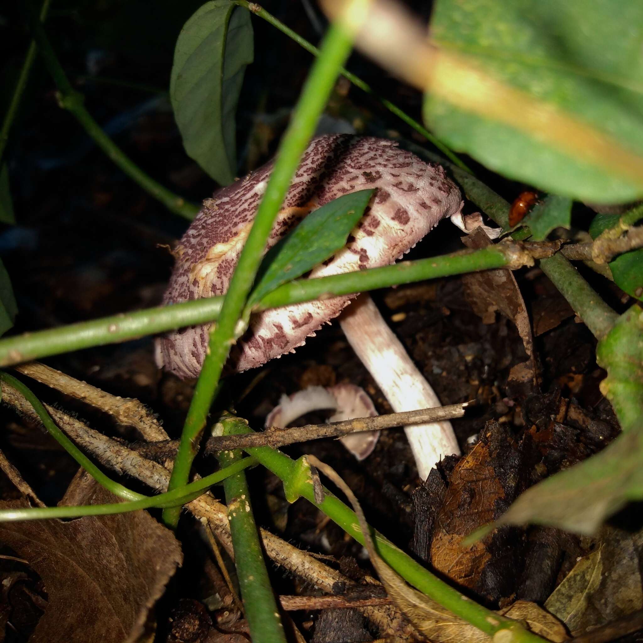 Image of Leucoagaricus lilaceus Singer 1952