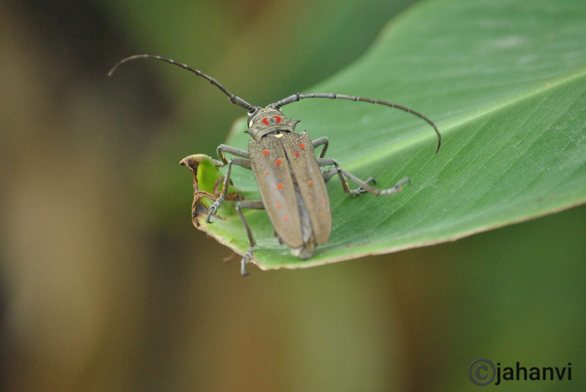 Image of Batocera rufomaculata (Degeer 1775)