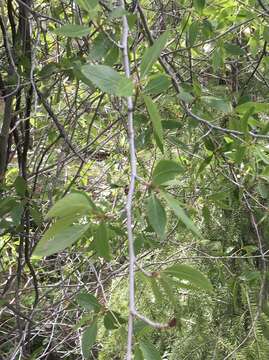 Image of narrowleaf cottonwood