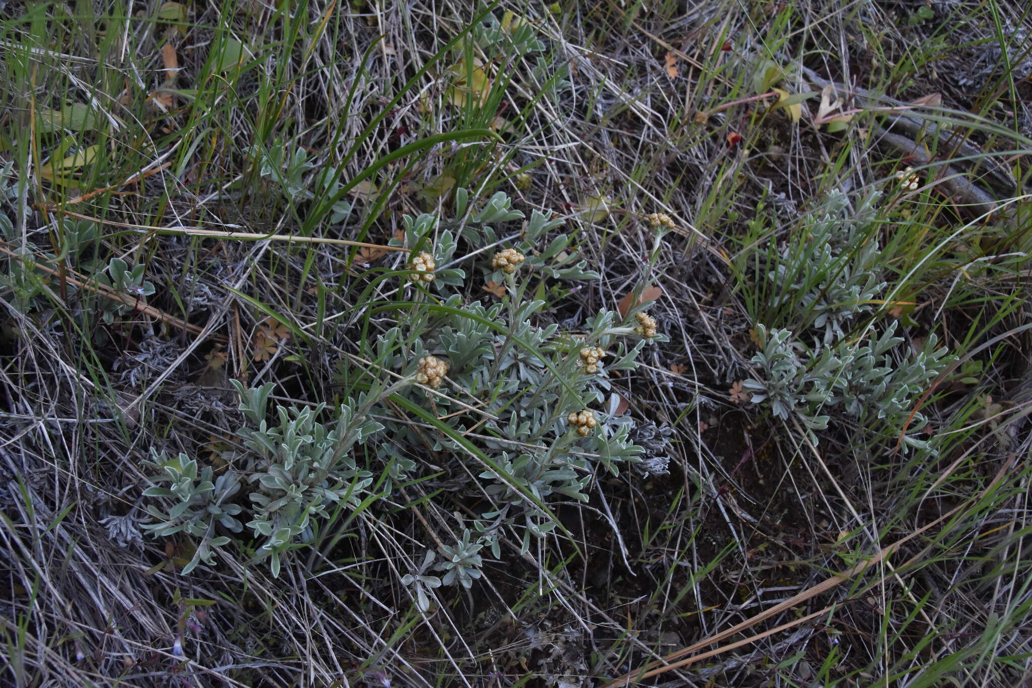 Imagem de Antennaria umbrinella Rydb.