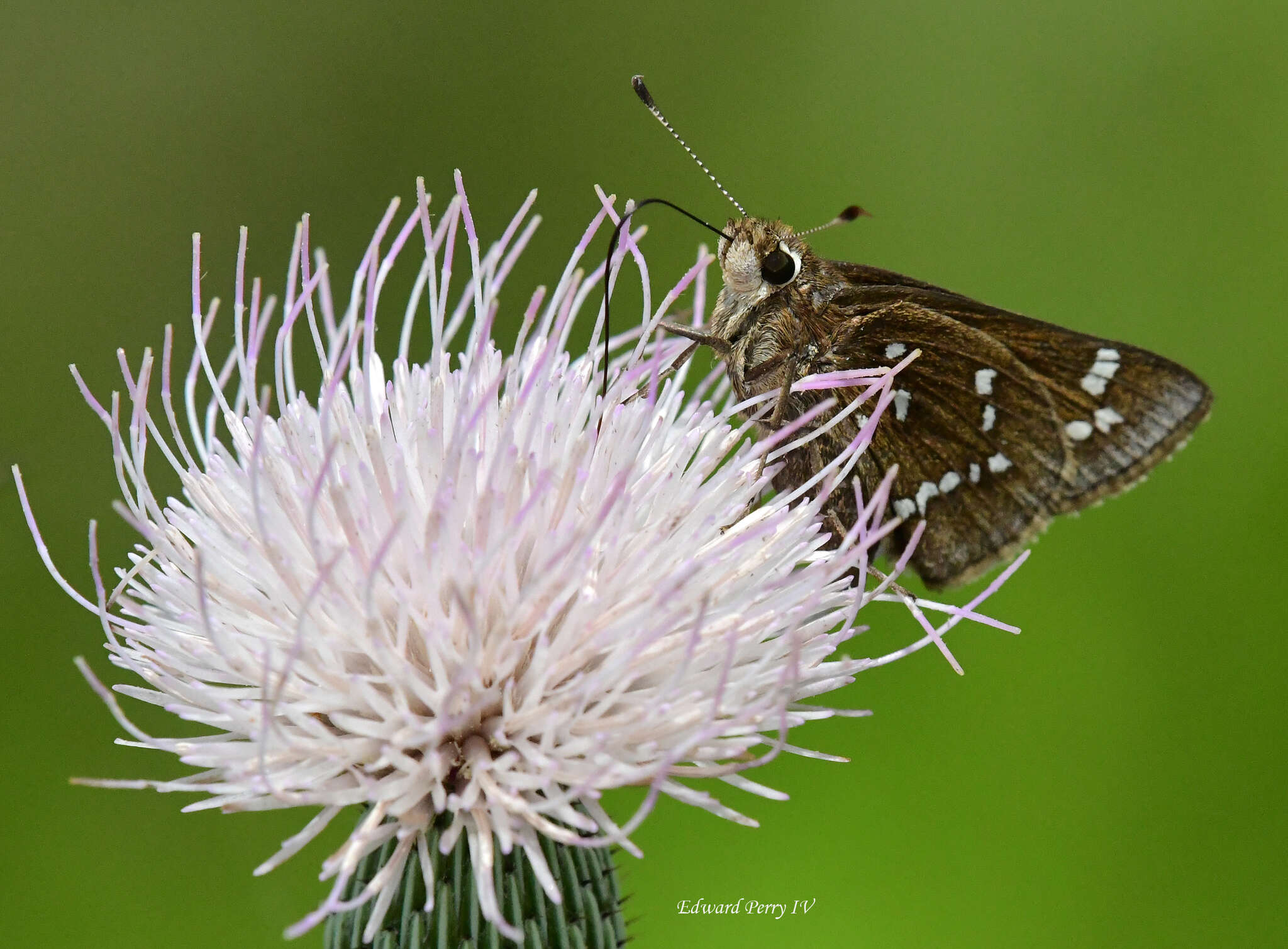 Atrytonopsis loammi Whitney 1876 resmi