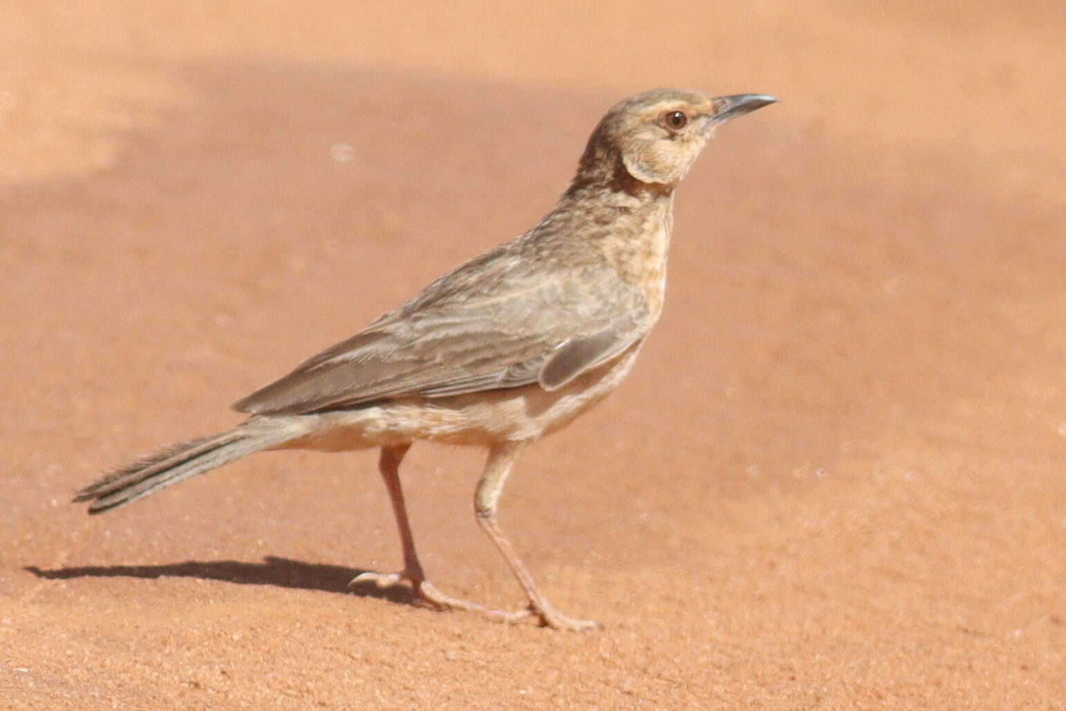 Image of Pink-breasted Lark