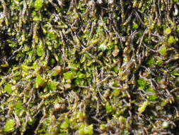 Image of Cephaloziella divaricata (Sm.) Schiffn.