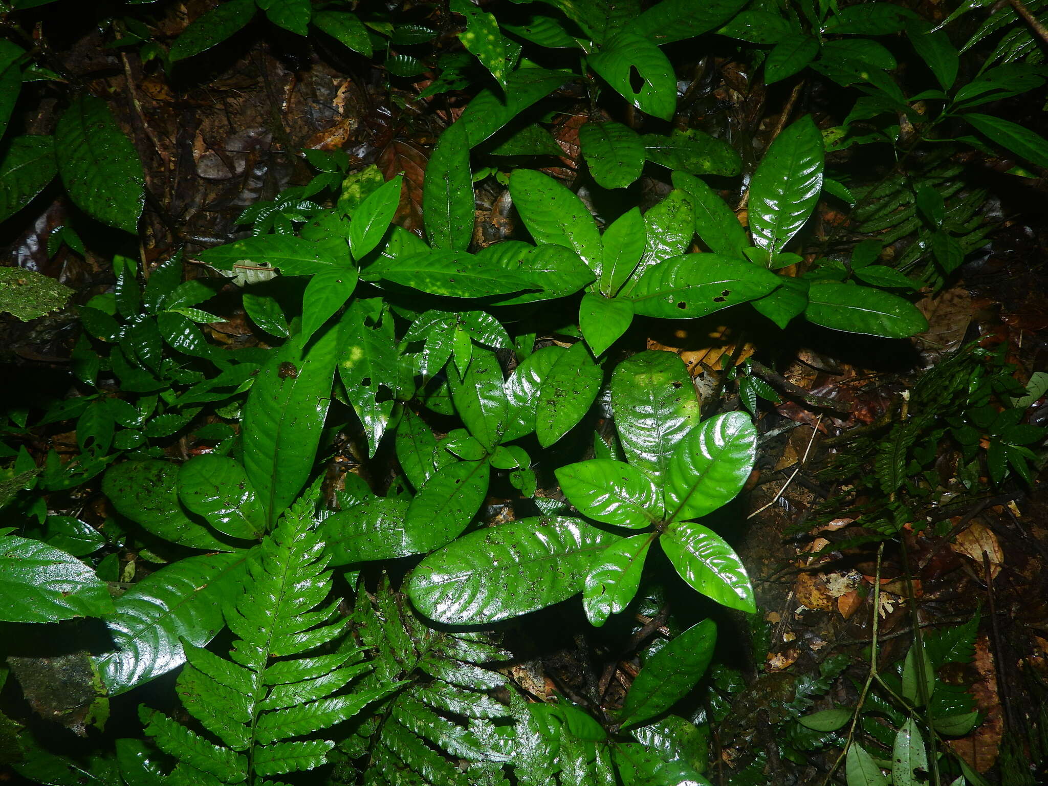 Image of Notopleura lateralis (Steyerm.) C. M. Taylor