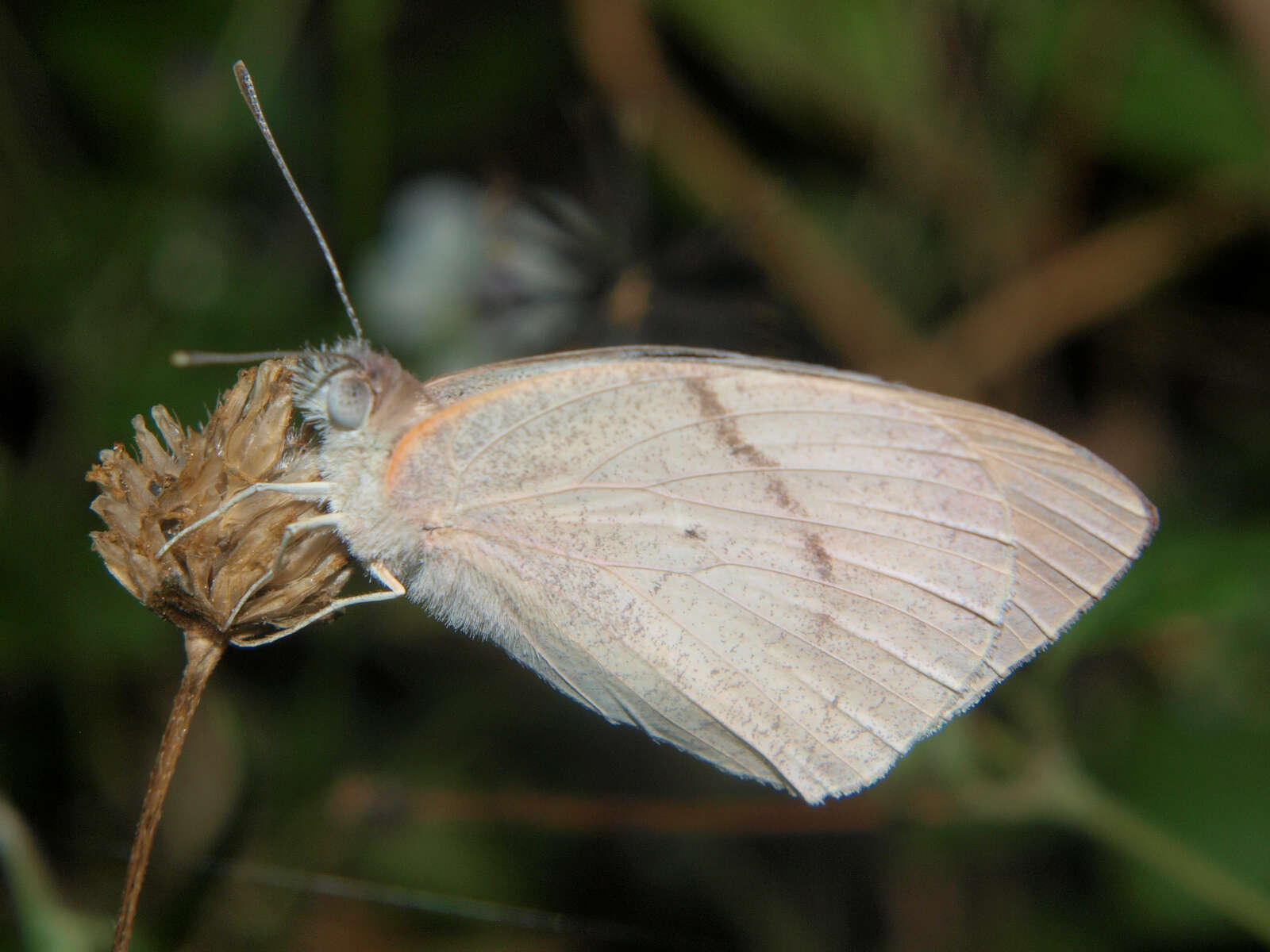 Image of Bushveld Purple Tip