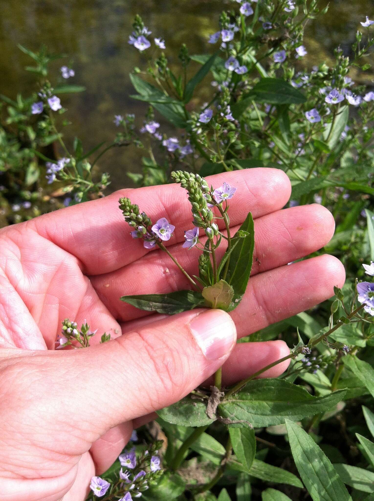 Image of Blue Water-speedwell