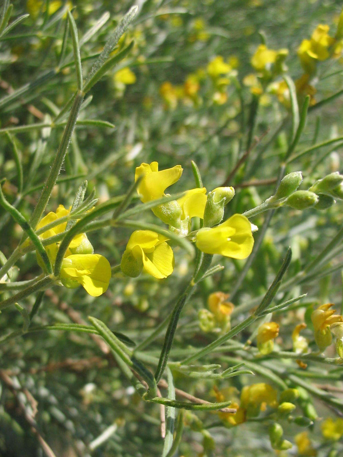 Image of <i>Calobota halenbergensis</i>