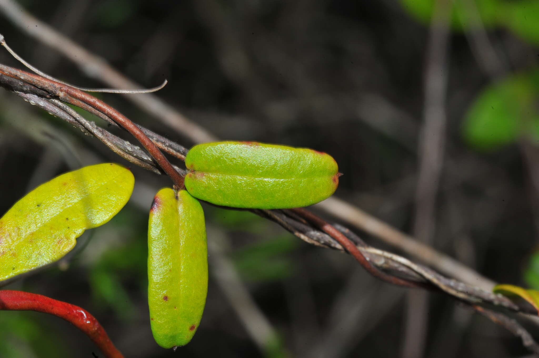 Image of Mesechites roseus (A. DC.) Miers