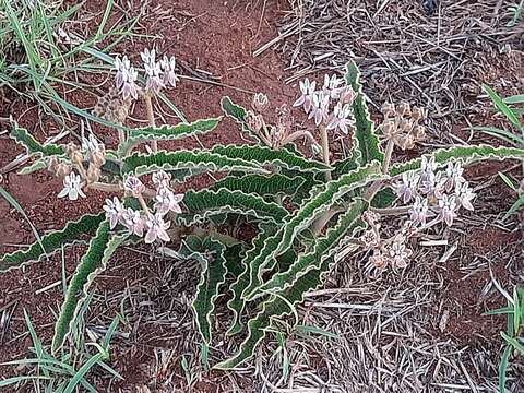 Image of Asclepias meliodora (Schltr.) Schltr.