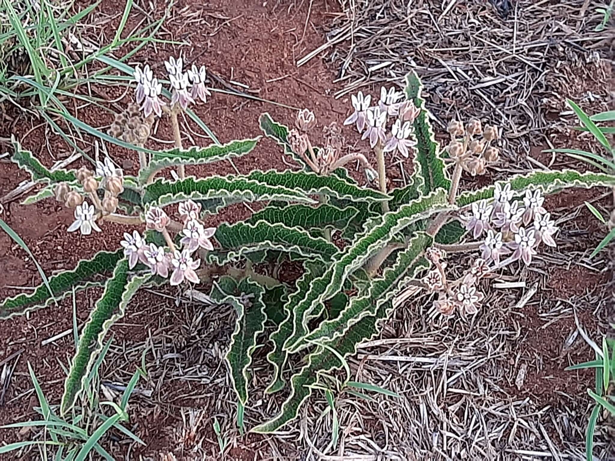 صورة Asclepias meliodora (Schltr.) Schltr.