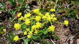 Imagem de Lomatium sandbergii (Coult. & Rose) Coult. & Rose