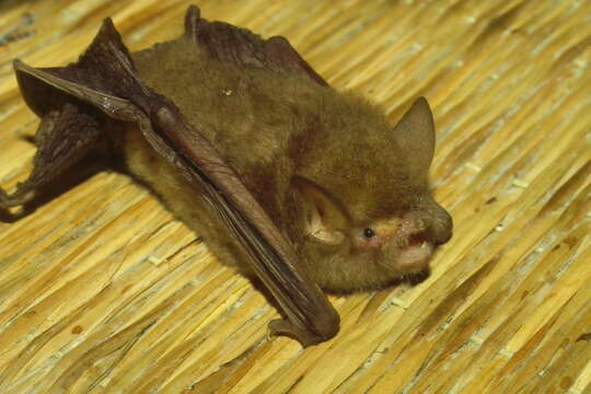 Image of Common Woolly Bat