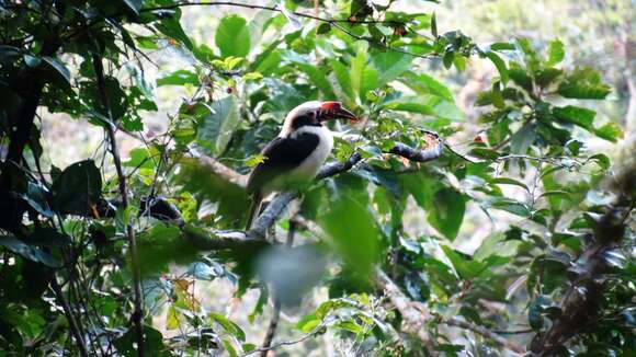 Image of Luzon Hornbill