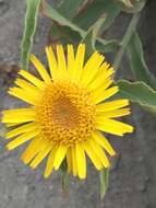 Imagem de Inula obtusifolia A. Kerner