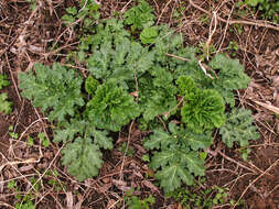 Imagem de Heracleum sosnowskyi Manden.