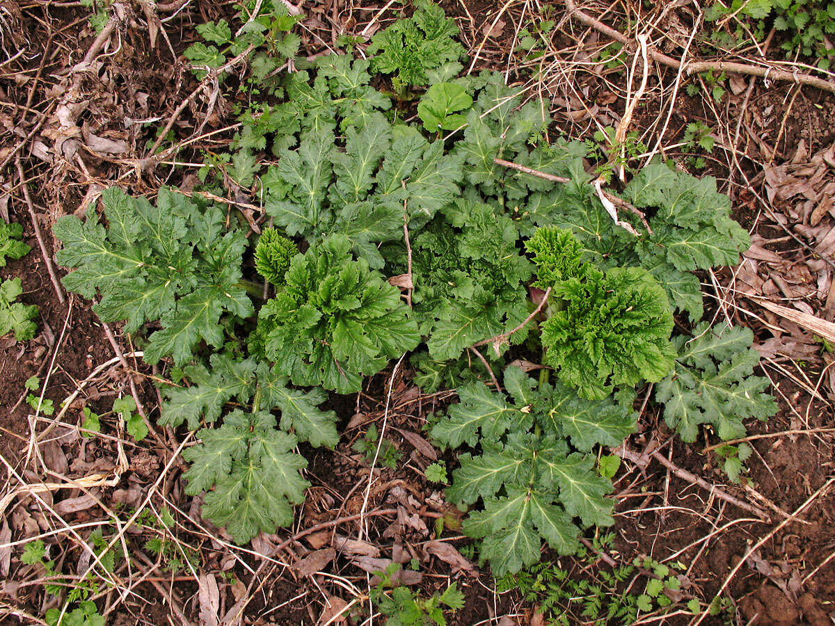 Image of Heracleum sosnowskyi Manden.