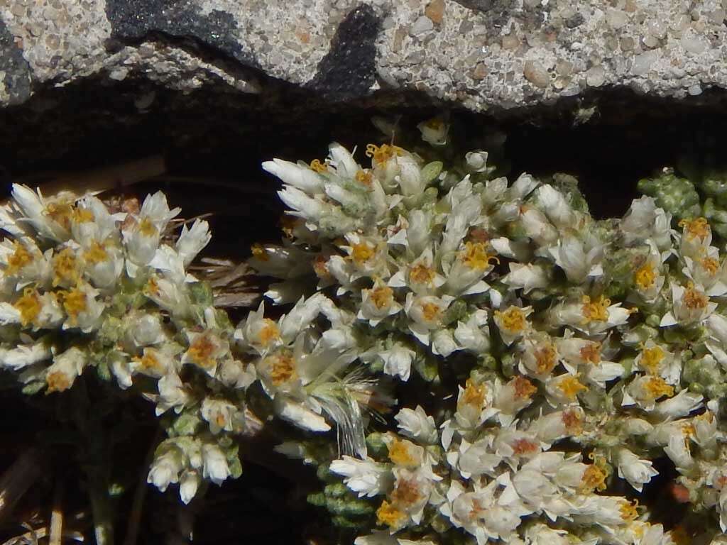 Image of Sand Everlasting