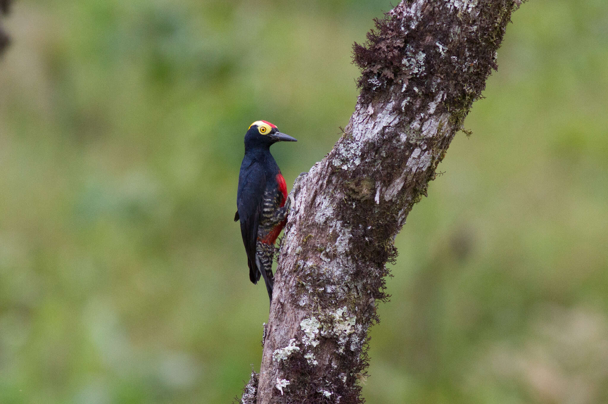 Image of Tellow-tufted Woodpecker