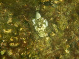 Image of Pacific Spotted Scorpionfish