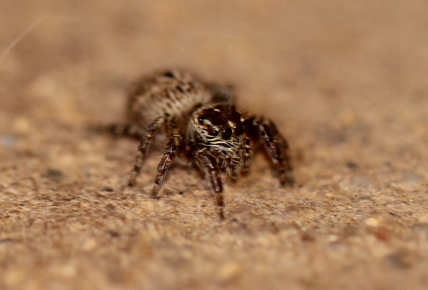 Image of Evarcha prosimilis Wesolowska & Cumming 2008