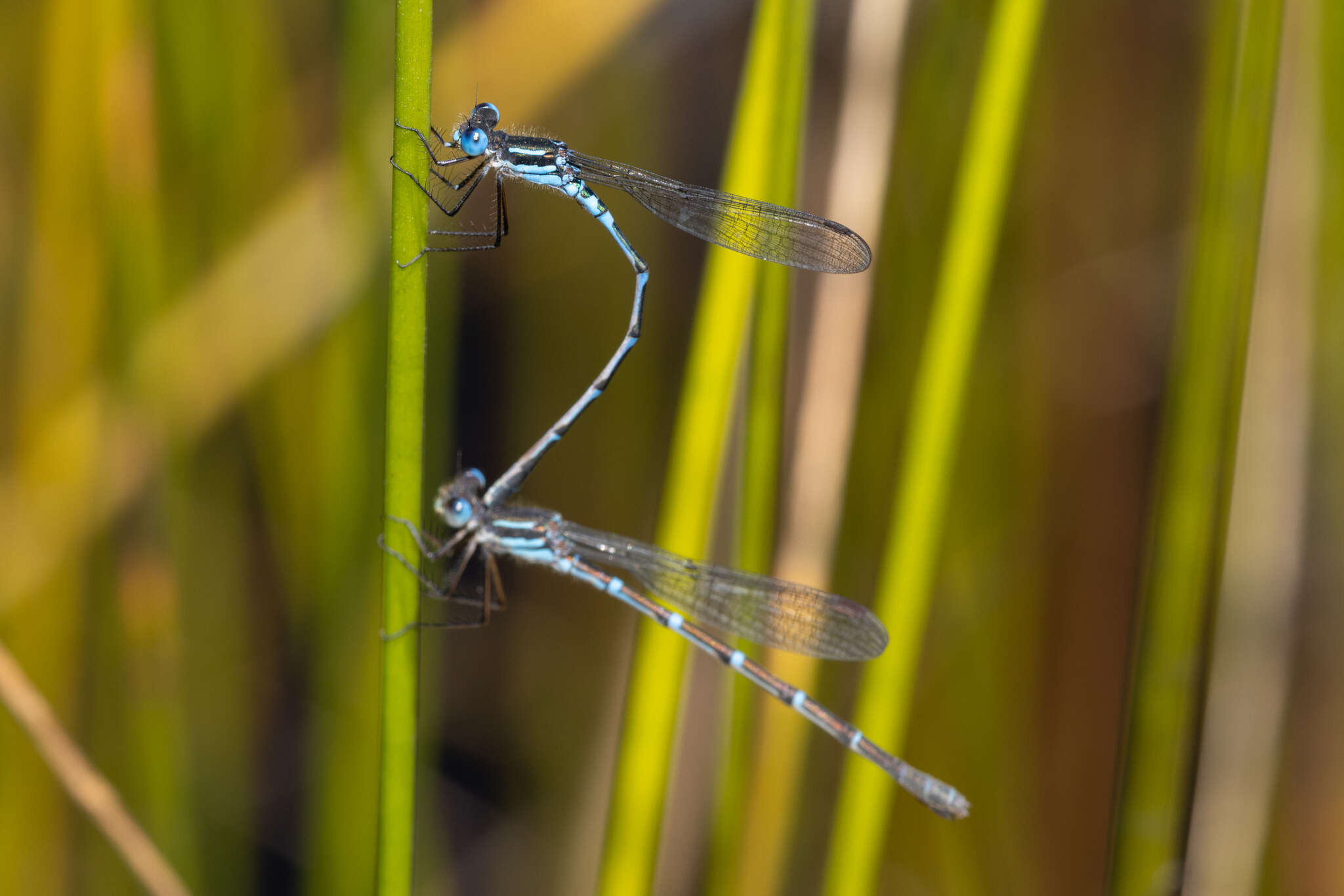 Plancia ëd Austrolestes aleison Watson & Moulds 1979