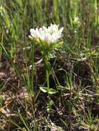 Image of Sebaea albens (L. fil.) Sm.