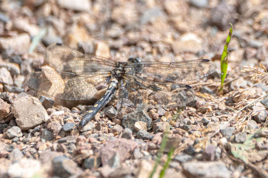 Image de Leucorrhinia orientalis Selys 1887