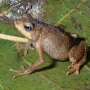 Image of Vestergaard's Forest Toad