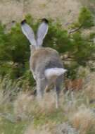 Image of White-tailed Jackrabbit