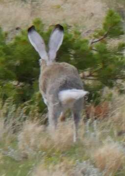 Imagem de Lepus townsendii Bachman 1839