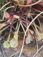 Image of Drosera collinsiae Brown ex Burtt Davy