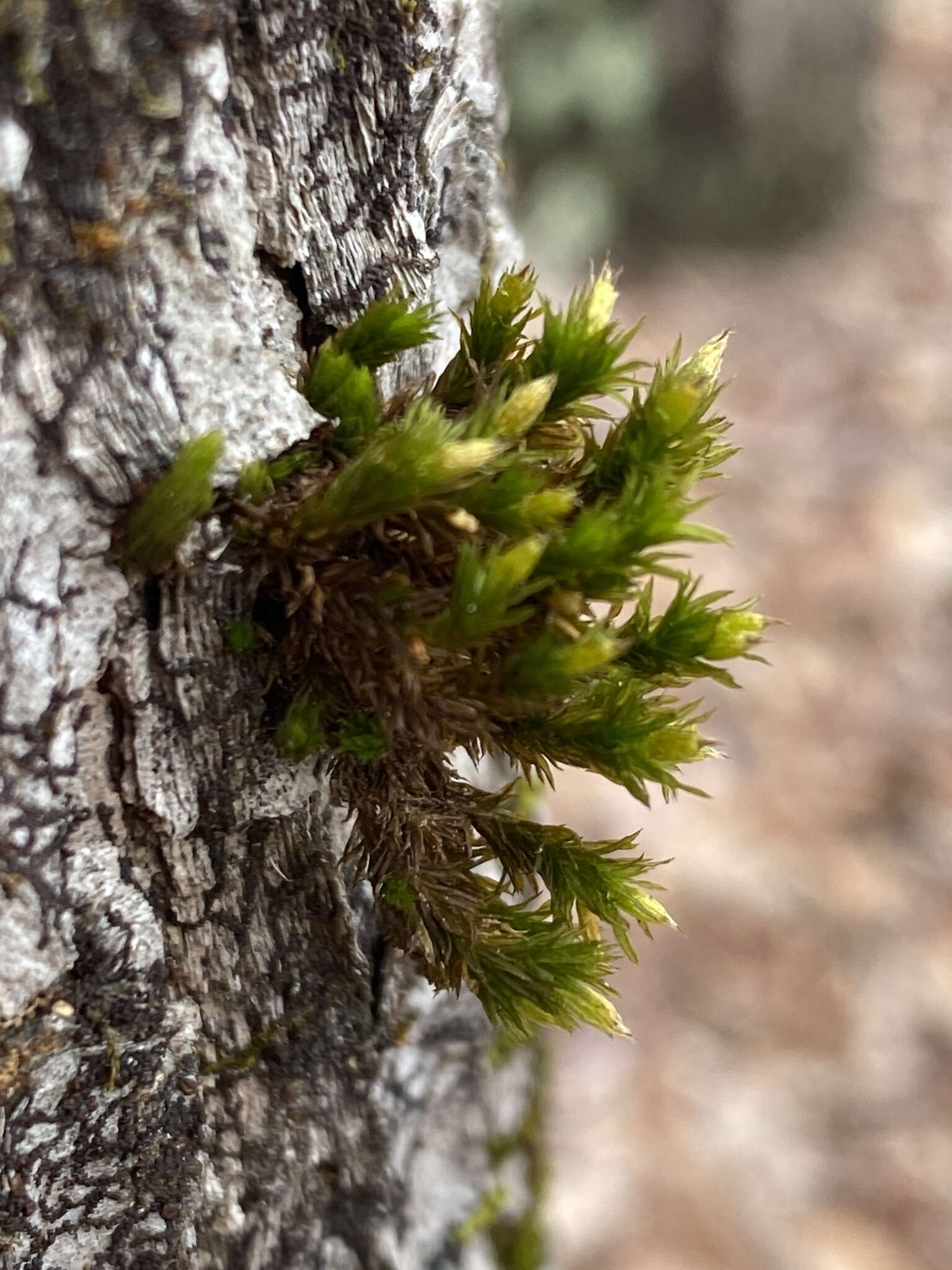 Image of Keever's orthotrichum moss