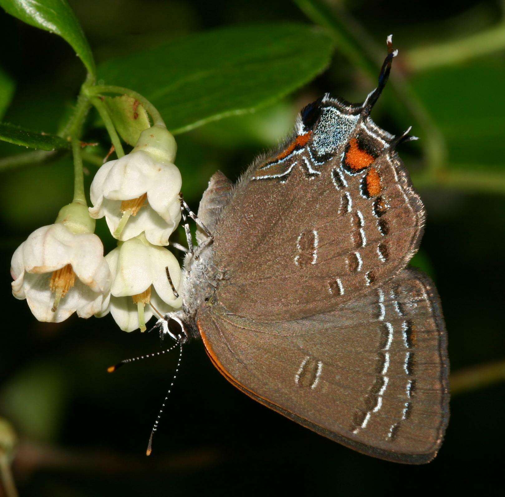 Image of <i>Satyrium <i>calanus</i></i> calanus