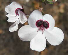 Image of Pelargonium tricolor (Jacq.) Curt.