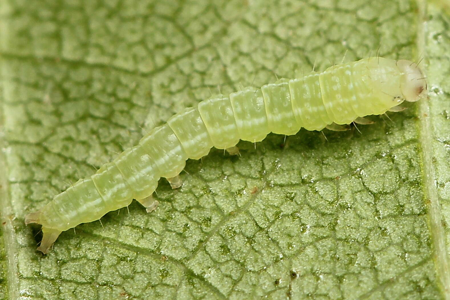 Image of green silver-lines