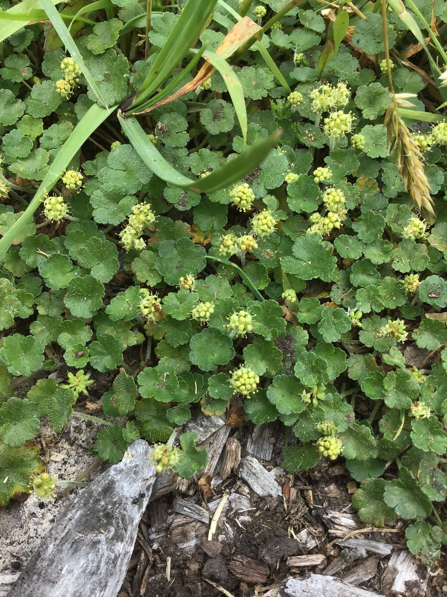 Imagem de Hydrocotyle algida N. A. Wakefield