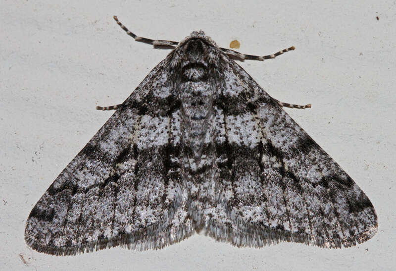 Image of Half-Wing