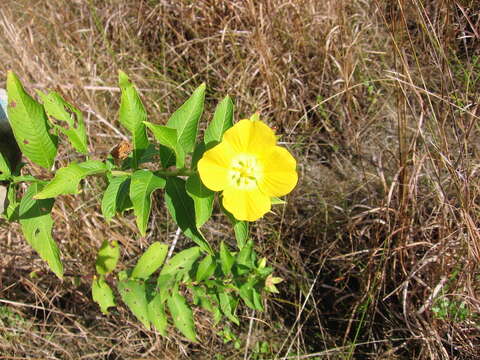 Plancia ëd Ludwigia peruviana (L.) Hara