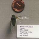Image of Mogannia viridis (Signoret 1847)